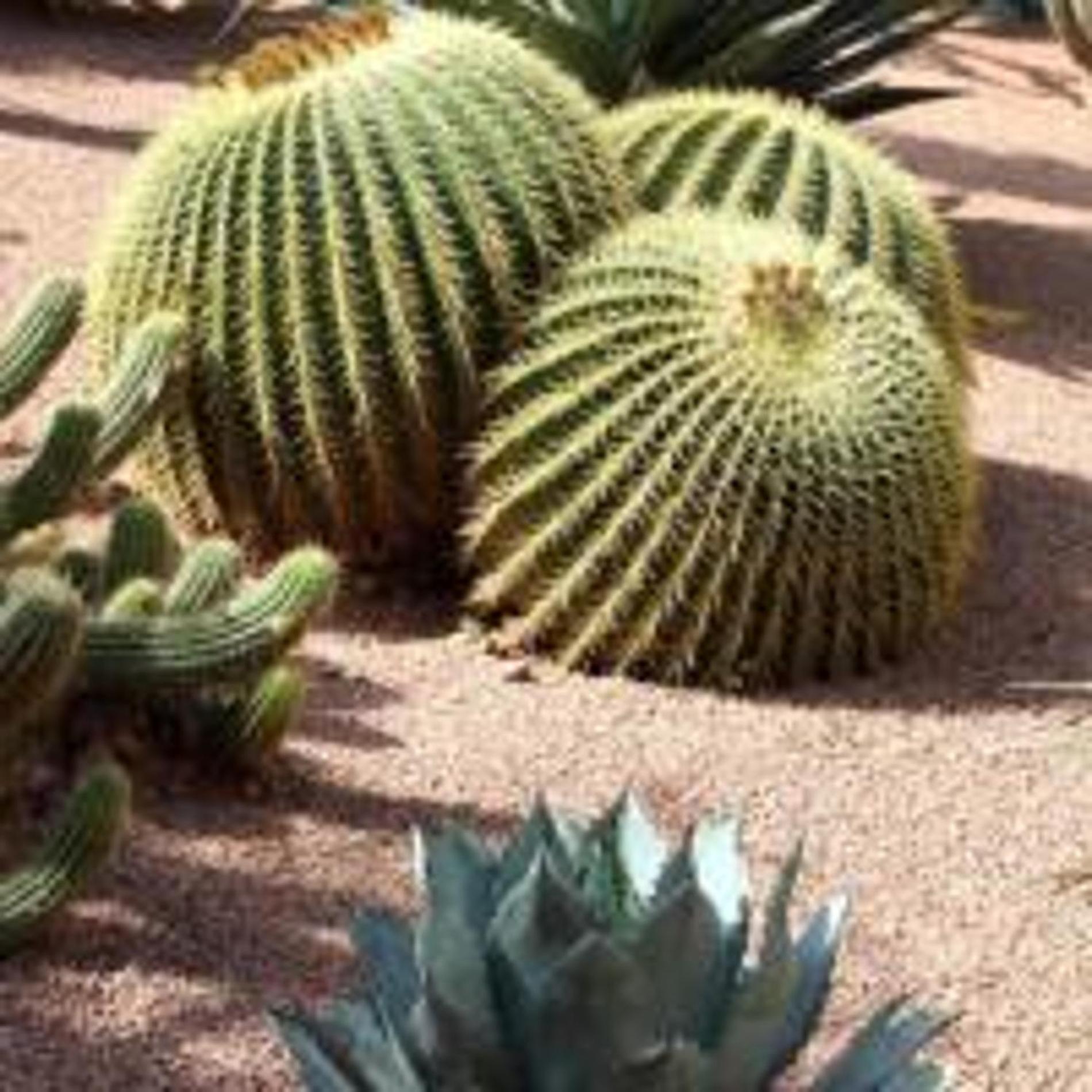 Al Nakhil Holiday home Marrakesh